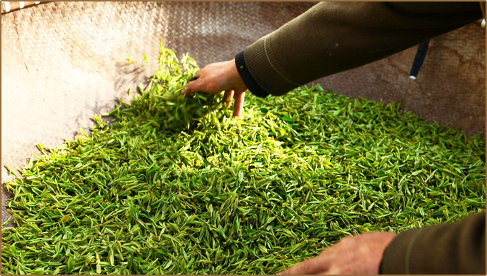 保留传统制茶工艺1